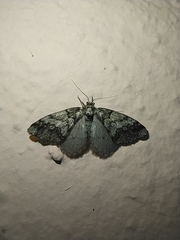 Tephronia lepraria
