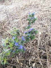 Echium vulgare