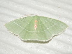 Nemoria rubrifrontaria