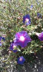 Ipomoea stans