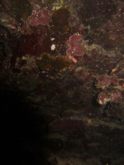 Cladopsammia gracilis