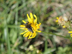 Coelioxys alatus