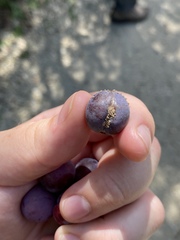 Monilinia fructicola