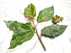 Ficus fistulosa