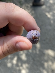 Monilinia fructicola