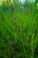 Cyperus diandrus