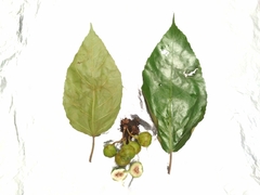 Ficus fistulosa