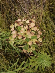 Euphorbia stepposa