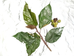 Ficus fistulosa