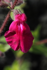 Salvia angustiarum
