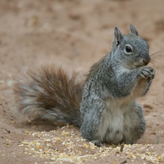 Arizona Gray Squirrel photo 3