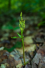 Botrychium angustisegmentum