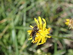Coelioxys alatus