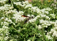 Isodontia auripes