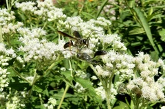 Isodontia auripes