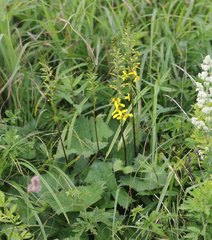 Ligularia stenocephala
