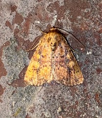 Perigea xanthioides