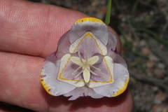 Tigridia meleagris