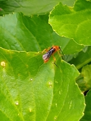 Aleiodes politiceps