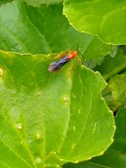 Aleiodes politiceps