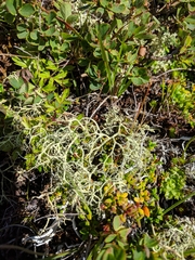 Alectoria ochroleuca