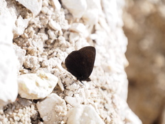 Erebia pluto