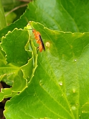 Aleiodes politiceps