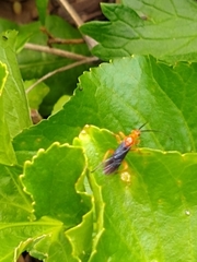 Aleiodes politiceps