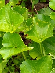 Aleiodes politiceps