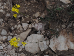 Biscutella laevigata