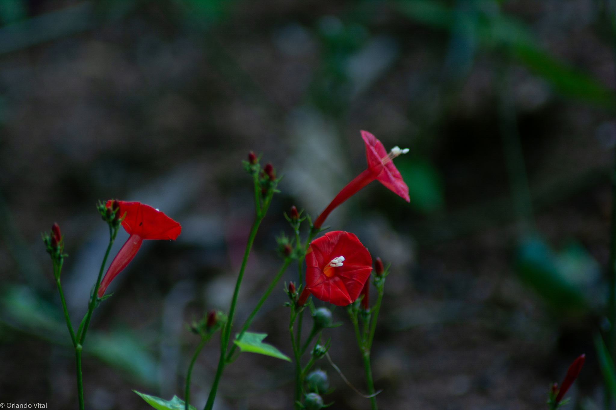 Ipomoea hederifolia