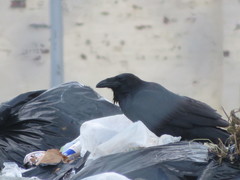 Corvus corax
