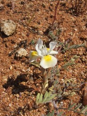 Moraea serpentina