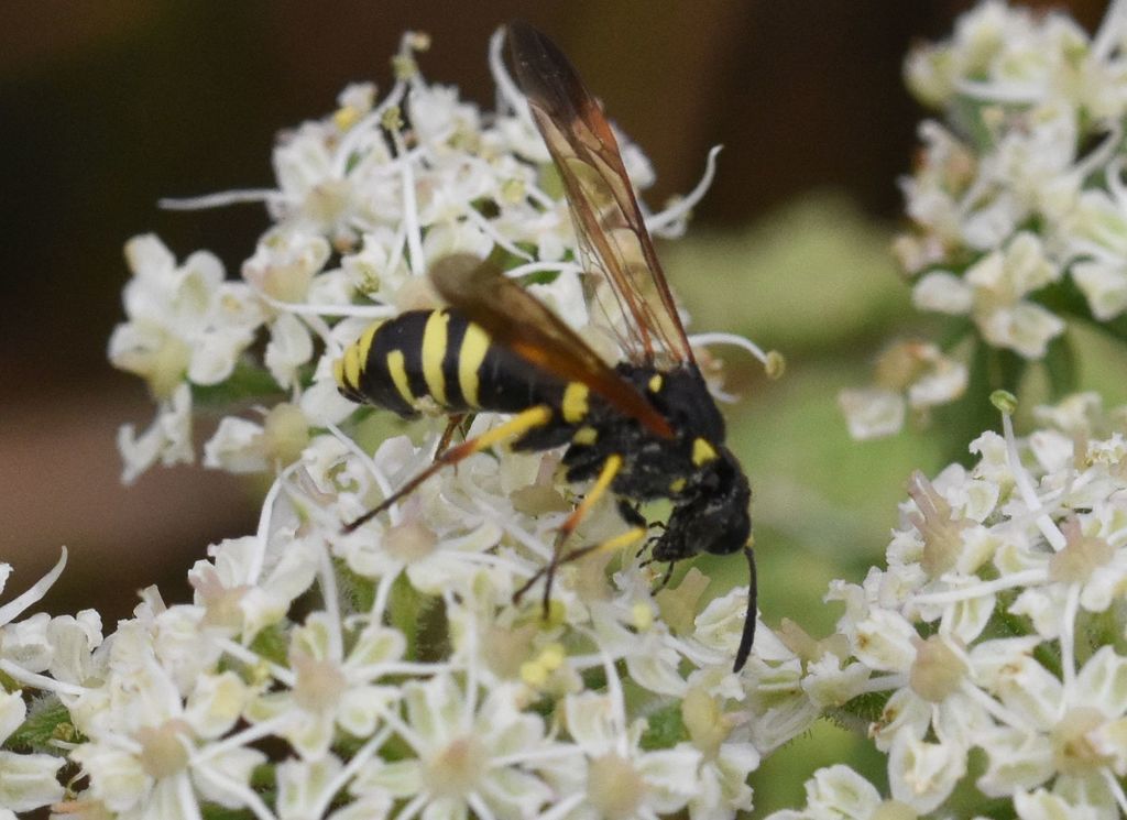 Marjoram Wasp-sawfly