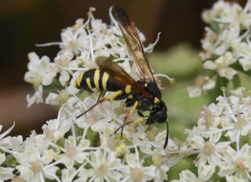 Marjoram Wasp-sawfly