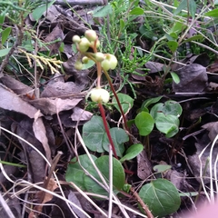 Pyrola chlorantha