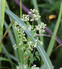 Thalictrum minus hypoleucum