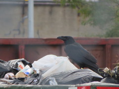 Corvus corax