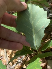 Quercus prinoides