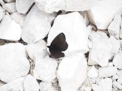 Erebia pluto