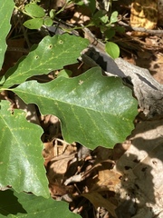 Quercus prinoides
