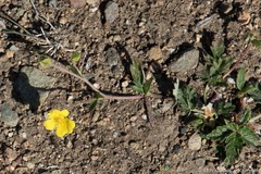 Potentilla arenosa