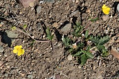 Potentilla arenosa