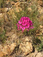 Pelargonium incrassatum