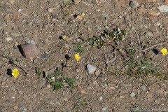 Potentilla arenosa