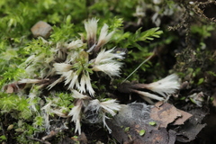 Thelephora penicillata