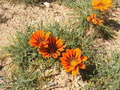 Gazania leiopoda