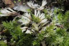Thelephora penicillata