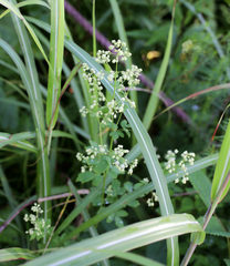 Thalictrum minus hypoleucum