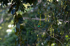 Tangara cyanoventris